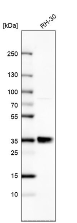 RELL1 Antibody in Western Blot (WB)