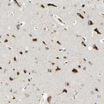 SPCS2 Antibody in Immunohistochemistry (Paraffin) (IHC (P))