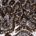 SPCS2 Antibody in Immunohistochemistry (Paraffin) (IHC (P))