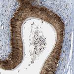 SPCS2 Antibody in Immunohistochemistry (Paraffin) (IHC (P))