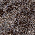 SPCS2 Antibody in Immunohistochemistry (Paraffin) (IHC (P))