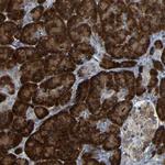 SPCS2 Antibody in Immunohistochemistry (Paraffin) (IHC (P))