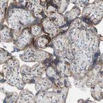 TOR1B Antibody in Immunohistochemistry (Paraffin) (IHC (P))