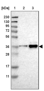 TOR1B Antibody in Western Blot (WB)