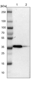 TOR1B Antibody in Western Blot (WB)