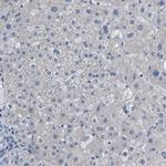 C6orf170 Antibody in Immunohistochemistry (Paraffin) (IHC (P))