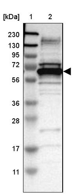DNAJC1 Antibody in Western Blot (WB)