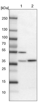 FAM171B Antibody in Western Blot (WB)
