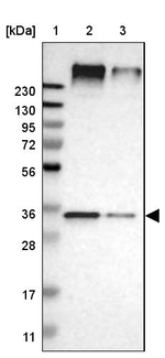 UBAC2 Antibody in Western Blot (WB)