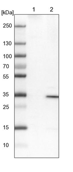 UBAC2 Antibody in Western Blot (WB)