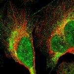 LRIT3 Polyclonal Antibody