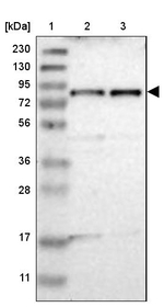 TYW1B Antibody in Western Blot (WB)