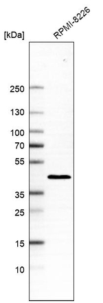 PREB Antibody in Western Blot (WB)