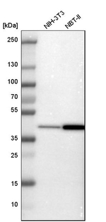 PREB Antibody in Western Blot (WB)
