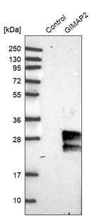 GIMAP2 Antibody in Western Blot (WB)