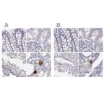 C16orf89 Polyclonal Antibody