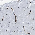 HSPA12B Antibody in Immunohistochemistry (Paraffin) (IHC (P))