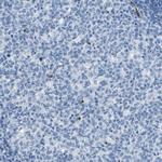 HSPA12B Antibody in Immunohistochemistry (Paraffin) (IHC (P))