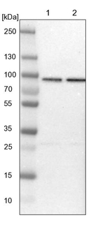 HSPA12B Antibody in Western Blot (WB)