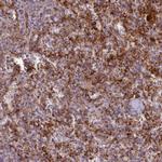 CD300f Polyclonal Antibody