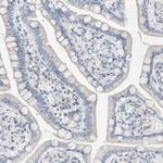 FMO3 Antibody in Immunohistochemistry (Paraffin) (IHC (P))