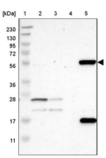 FMO3 Antibody in Western Blot (WB)