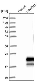 LSMEM1 Antibody in Western Blot (WB)