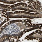 KIAA1024L Polyclonal Antibody