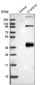 C1orf210 Antibody in Western Blot (WB)