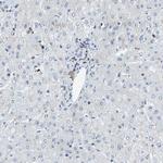 PCNXL2 Antibody in Immunohistochemistry (Paraffin) (IHC (P))