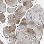 PCNXL2 Antibody in Immunohistochemistry (Paraffin) (IHC (P))