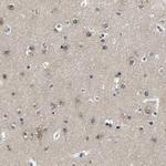 PCNXL2 Antibody in Immunohistochemistry (IHC)