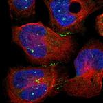 CRB3 Antibody in Immunocytochemistry (ICC/IF)