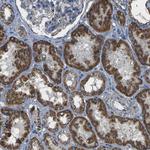 KLHL5 Antibody in Immunohistochemistry (Paraffin) (IHC (P))