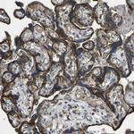 KLHL5 Antibody in Immunohistochemistry (Paraffin) (IHC (P))