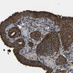 KLHL5 Antibody in Immunohistochemistry (IHC)