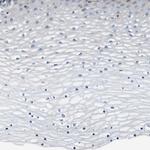 GlyT1 Antibody in Immunohistochemistry (Paraffin) (IHC (P))