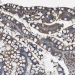 GlyT1 Antibody in Immunohistochemistry (Paraffin) (IHC (P))