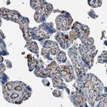 GlyT1 Antibody in Immunohistochemistry (Paraffin) (IHC (P))