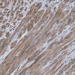 GlyT1 Antibody in Immunohistochemistry (Paraffin) (IHC (P))