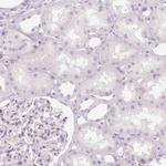 NECAB2 Antibody in Immunohistochemistry (Paraffin) (IHC (P))