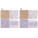 NECAB2 Antibody in Immunohistochemistry (Paraffin) (IHC (P))