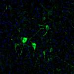 NECAB2 Antibody in Immunohistochemistry (Paraffin) (IHC (P))