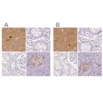NECAB2 Antibody in Immunohistochemistry (IHC)