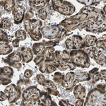FUT11 Antibody in Immunohistochemistry (Paraffin) (IHC (P))