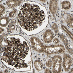FUT11 Antibody in Immunohistochemistry (Paraffin) (IHC (P))