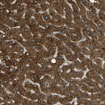 FUT11 Antibody in Immunohistochemistry (Paraffin) (IHC (P))