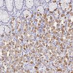 DPCR1 Antibody in Immunohistochemistry (IHC)