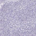 DPCR1 Antibody in Immunohistochemistry (IHC)