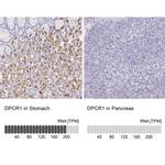DPCR1 Antibody